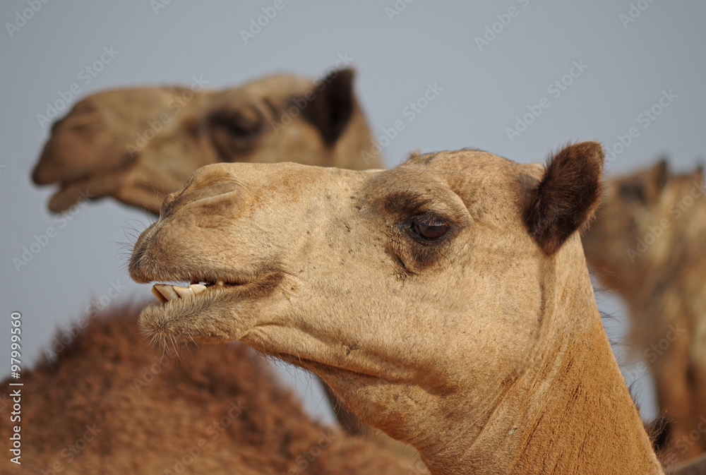 Obraz premium Kopf eines Dromedars in seiner Herde