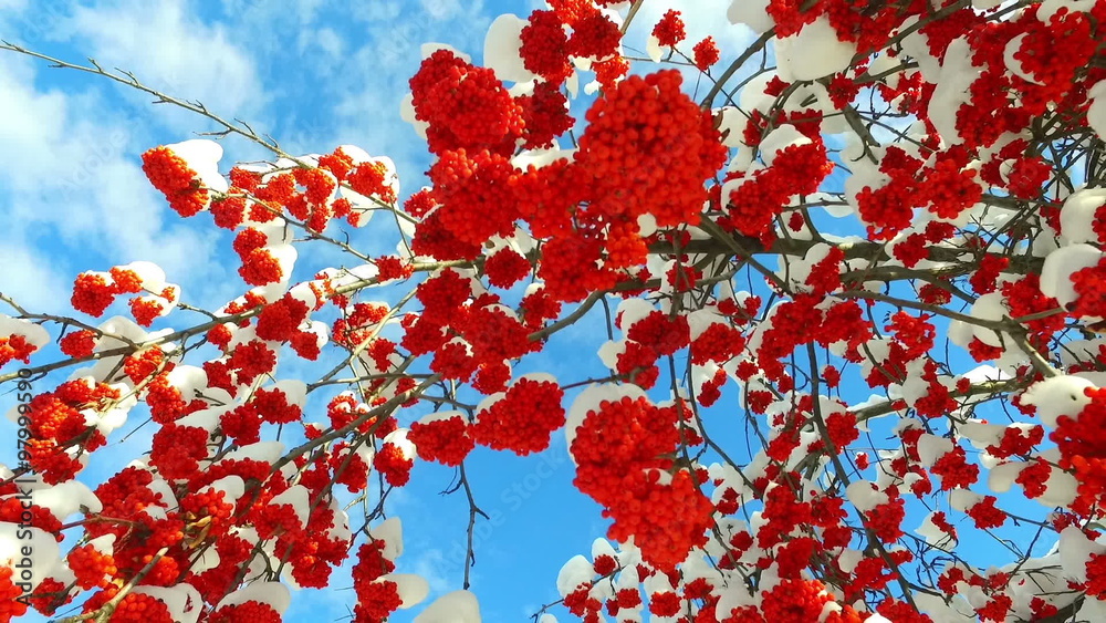 Rowanberry in winter. Looking up through the rowan-tree branches and red berries clusters with snow caps at the sky with clouds
Rowanberry in winter. Looking up through the rowan-tree branches and red berries clusters with snow caps at the sky with clouds
