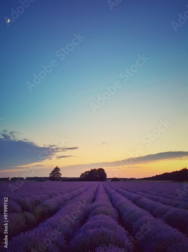 Scenic sunset over blooming lavender flowers field