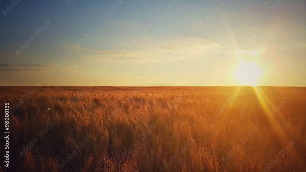 Scenic sunset over the golden wheat field