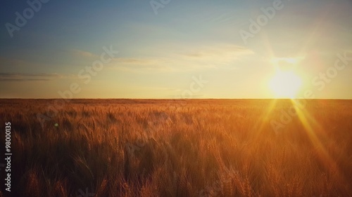 Scenic sunset over the golden wheat field