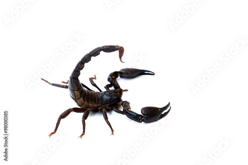 black scorpion isolated on white background