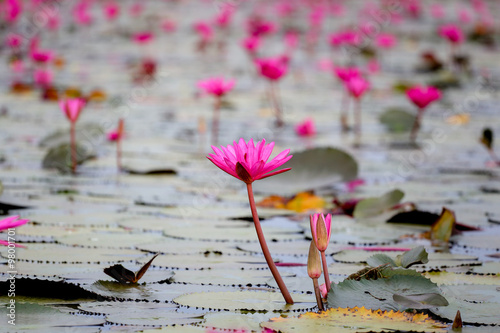 red water lily or red lotus