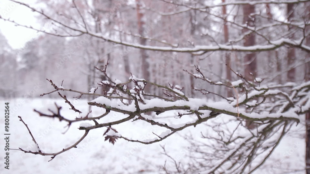 Snow lies on the branches. Snow lies on the branches.