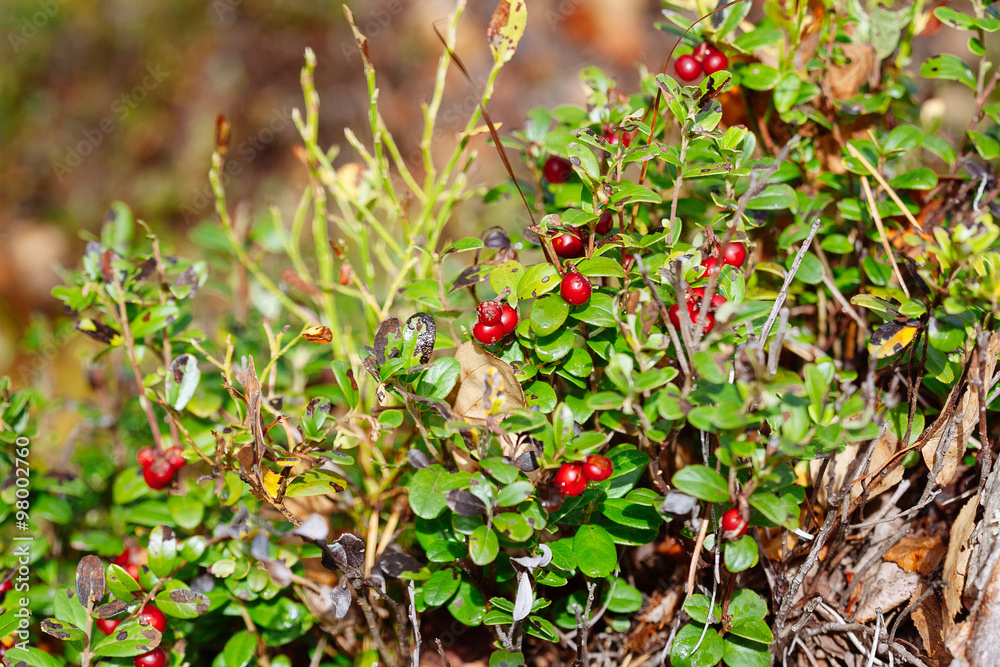 Cowberry. Bushes of ripe forest berries