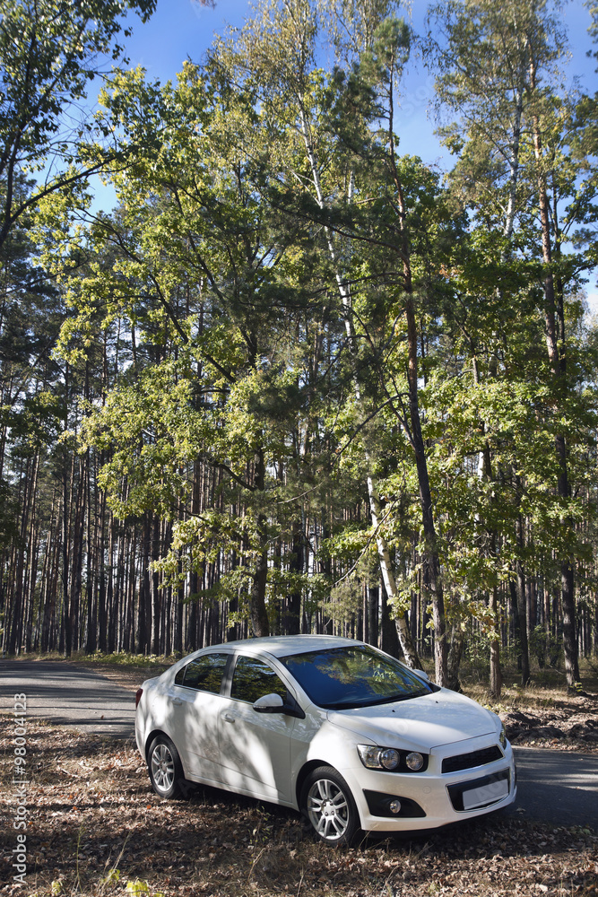 white car in a forest