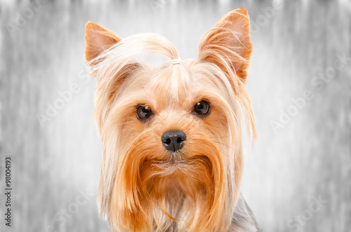 Portrait of Yorkshire Terrier, on a gray background