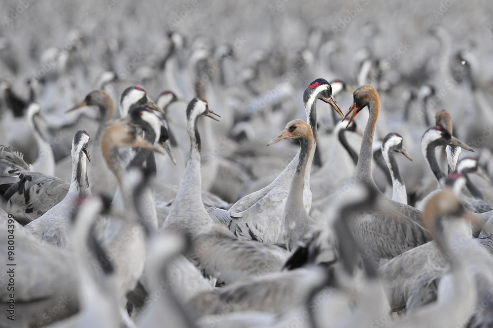 Obraz premium Common Crane (Grus grus), Ahula, Israel