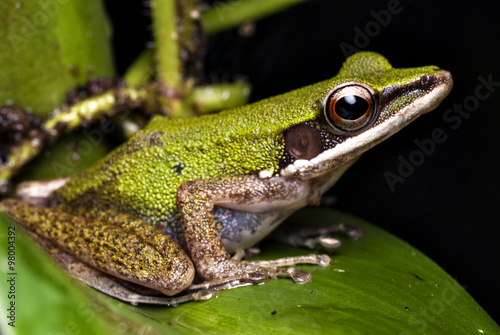 a beautiful tree frog