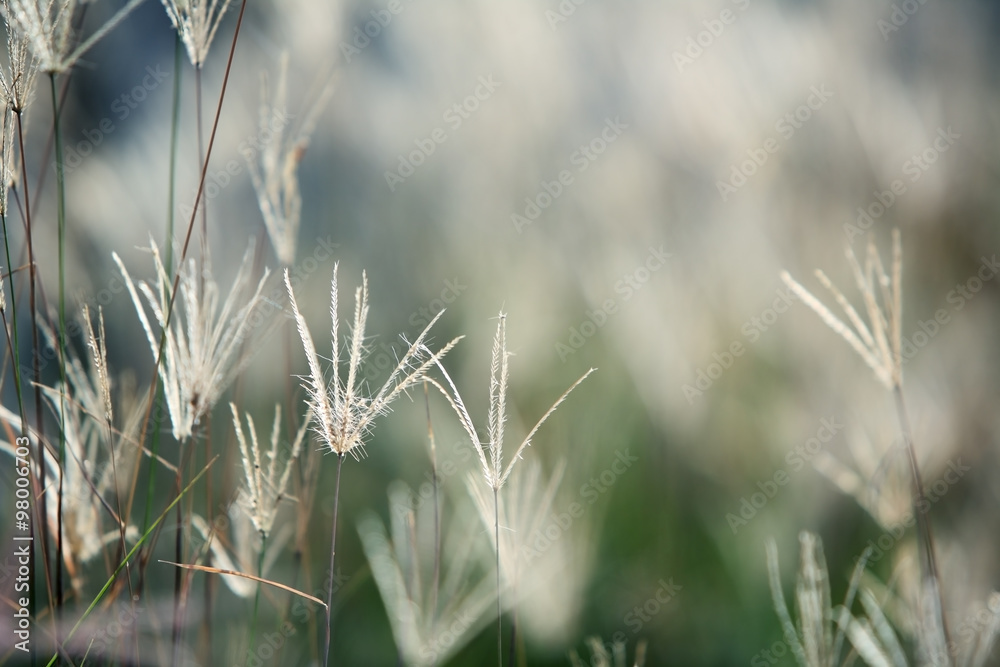 Fototapeta premium dry reed background.