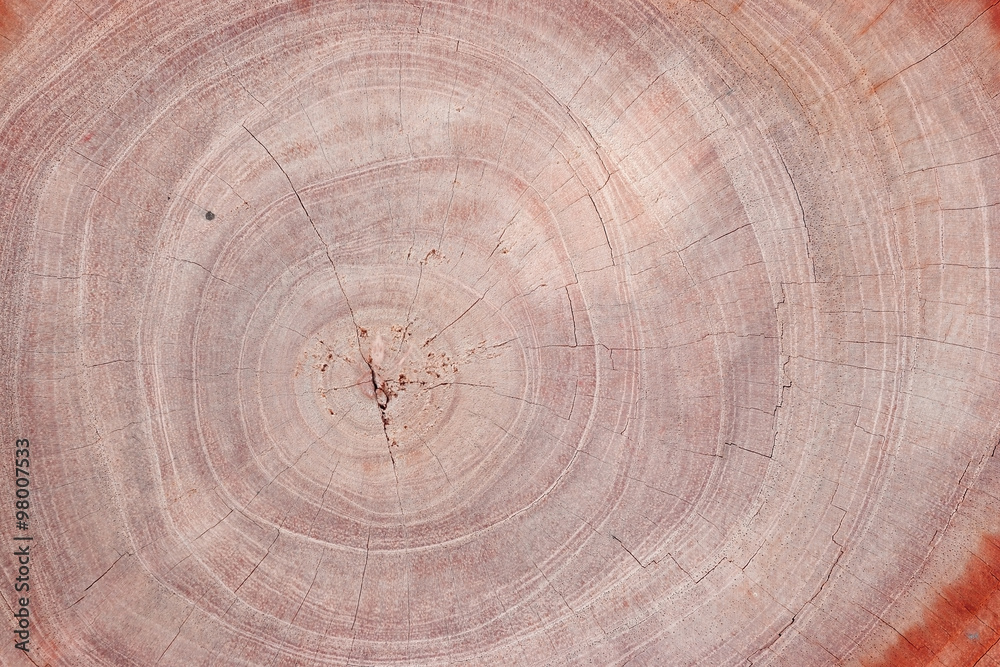 Naklejka premium Wood texture of cutted tree trunk, close-up