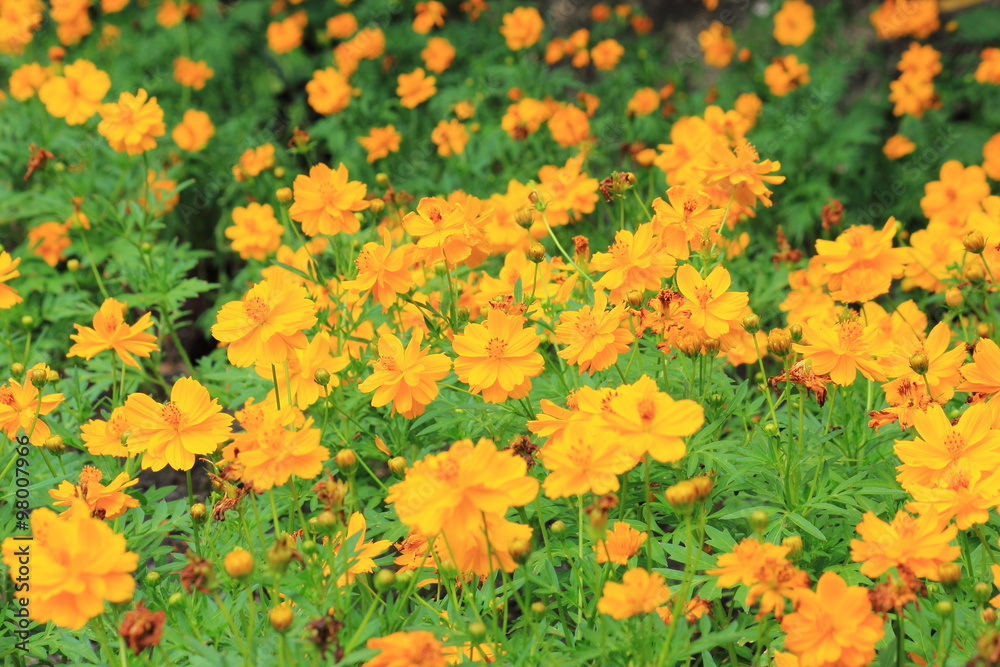 Fotografie yellow cosmos flower blooming