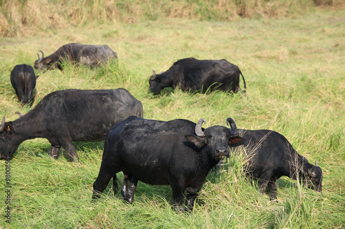water buffalo eating grass in field.