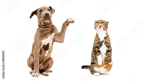 Playful puppy Pit bull and a funny cat Scottish Fold
