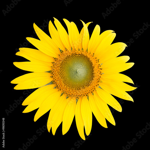 Fototapeta Naklejka Na Ścianę i Meble -  Yellow sunflower