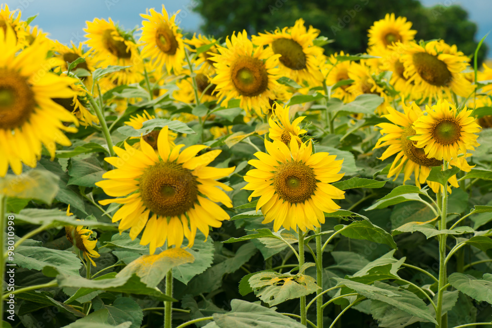 Yellow sunflower