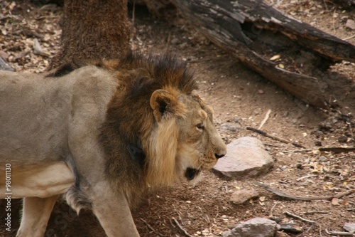 male lion standing