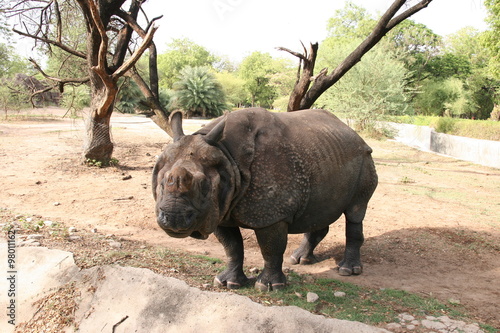 Black Rhinoceros in the zoo