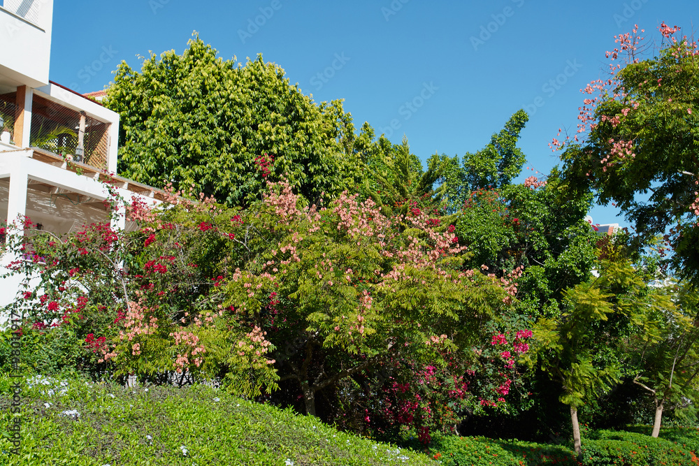 Obraz premium Blooming bush in a city park