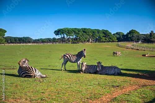 Safari park on Veli Brijun island