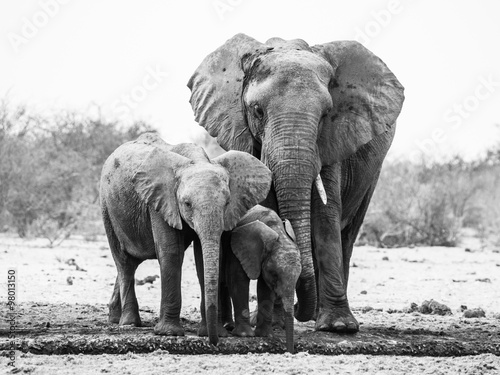 Photography African elephant family