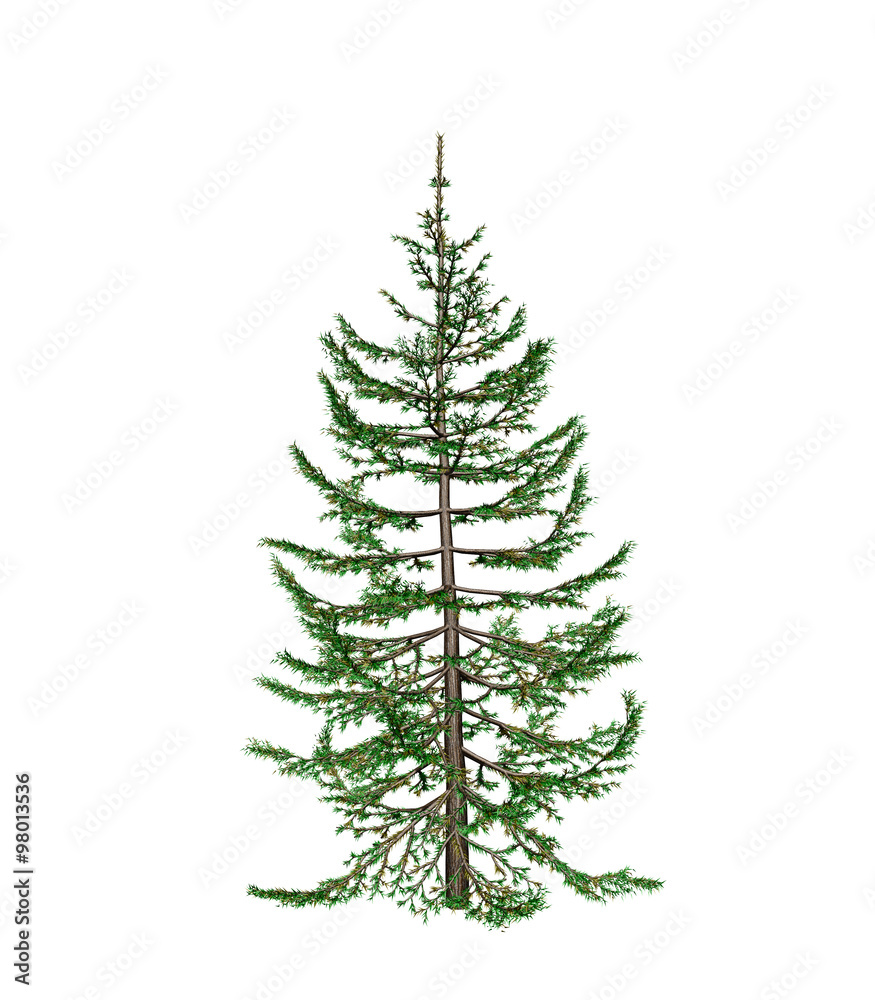Fototapeta premium Pine