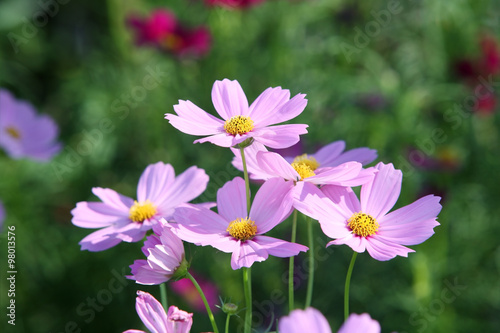 beautiful cosmos flower.