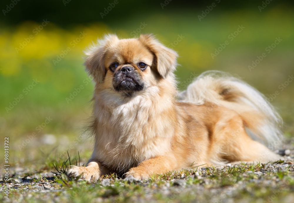 Tibetan Spaniel dog outdoors in nature