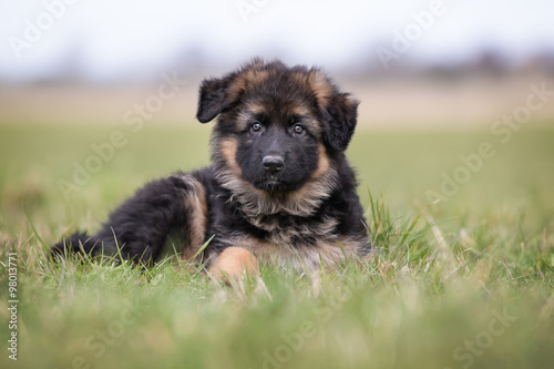 German Shepherd Puppy lying down