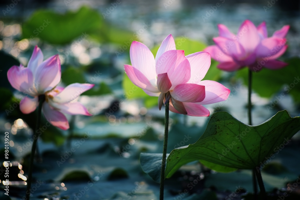 blooming lotus flower with beautiful bokeh. blooming lotus flower with beautiful bokeh.
