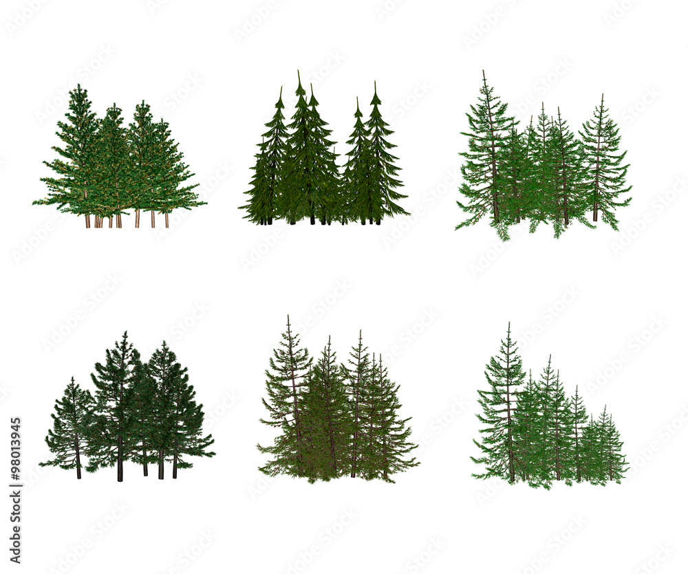 Obraz premium Pine