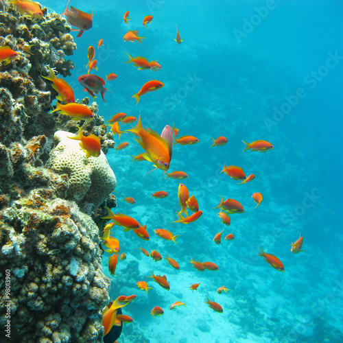  coral reef with shoal of fishes scalefin anthias, underwater