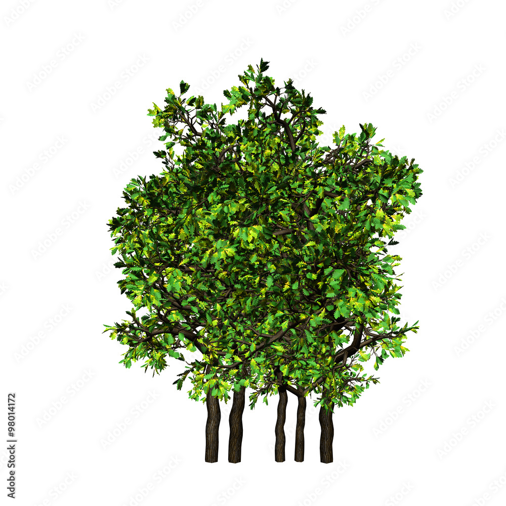 Obraz premium Tree