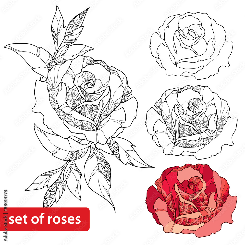 Set of rose flower isolated on white background - obrazy, fototapety, plakaty 