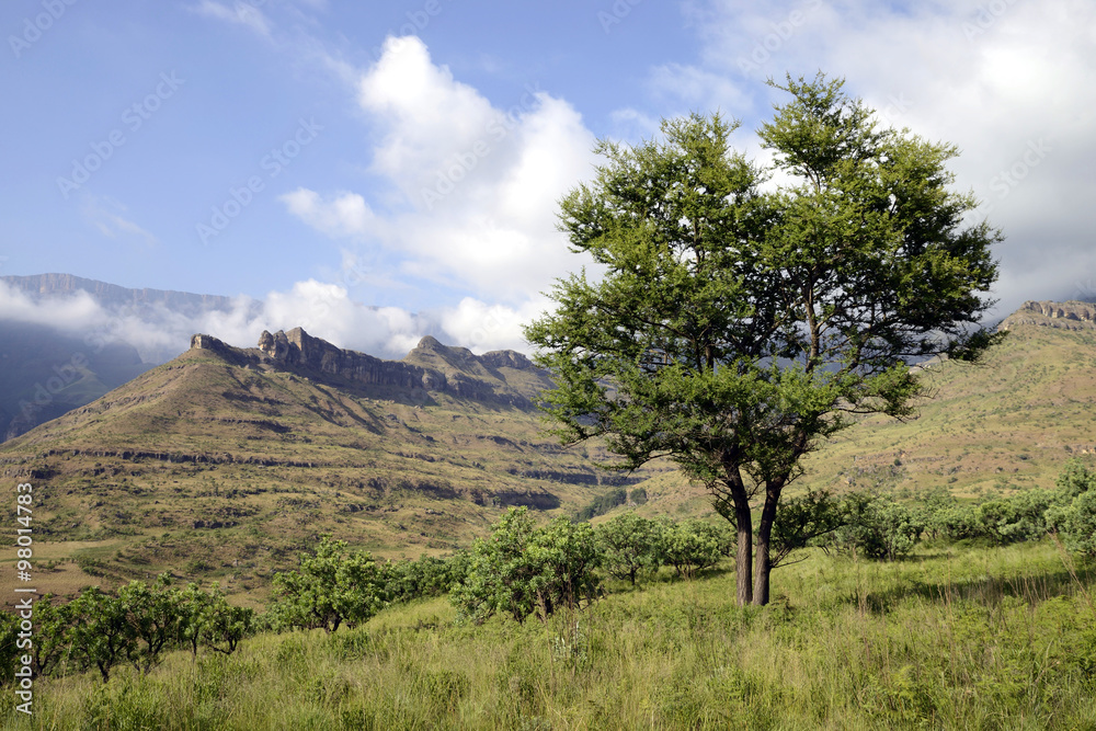 Obraz premium Amphitheatre, Royal Natal National Park, South Africa