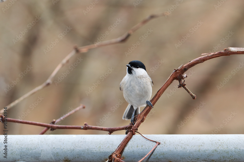 A small singing bird