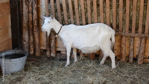 Ziege im Stall photo