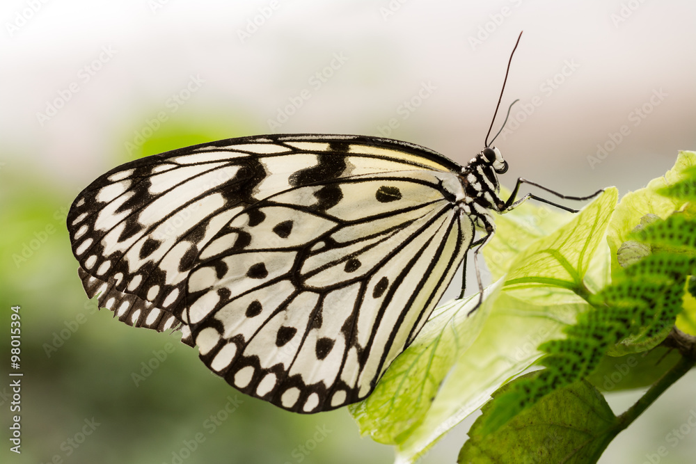 Schmetterling Schmetterling