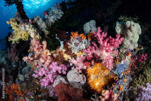 Vibrant Soft Corals in Indonesia