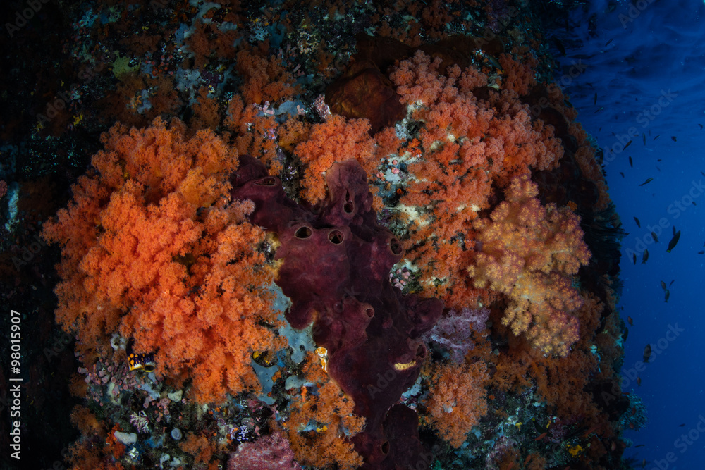 Brilliant Soft Corals Underwater