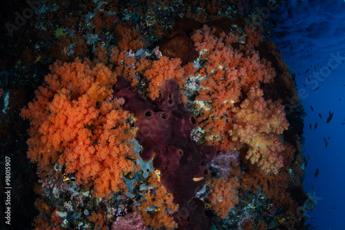 Brilliant Soft Corals Underwater