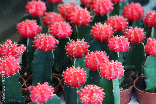 colorful cactus.