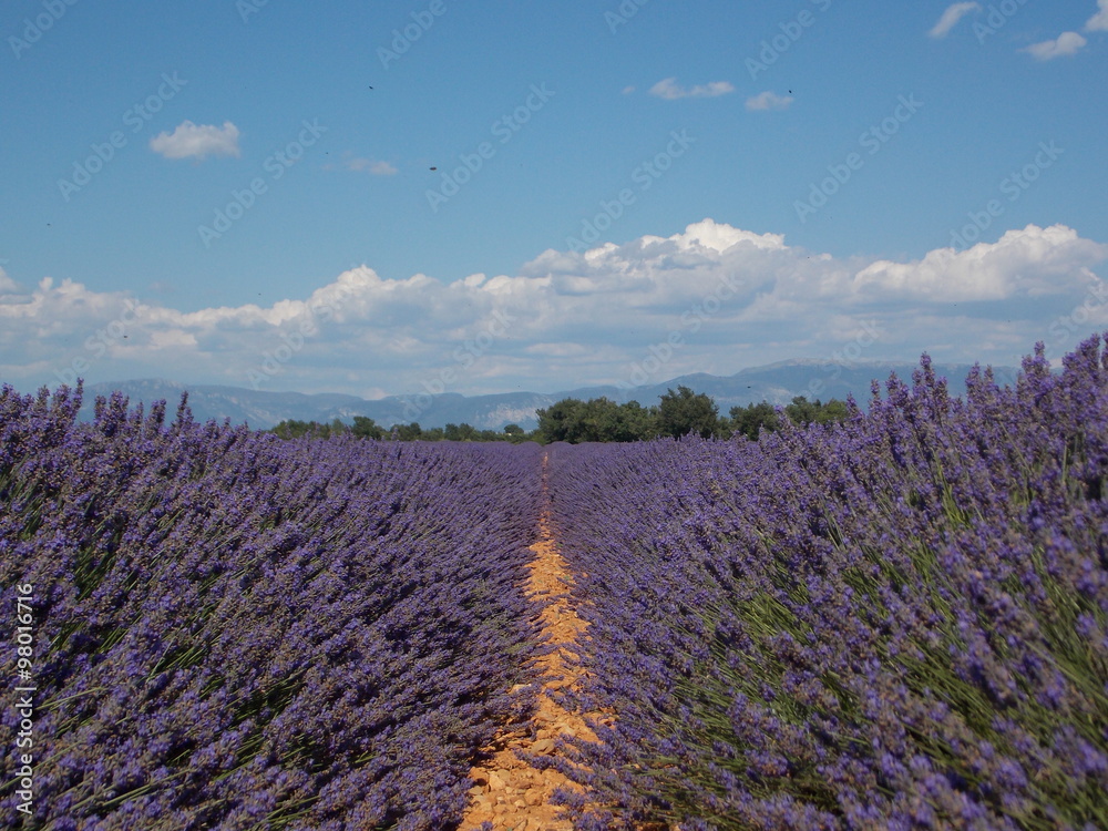 Obraz premium provence