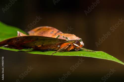 Cinnamon gliding hawkmoth on green leaf photo