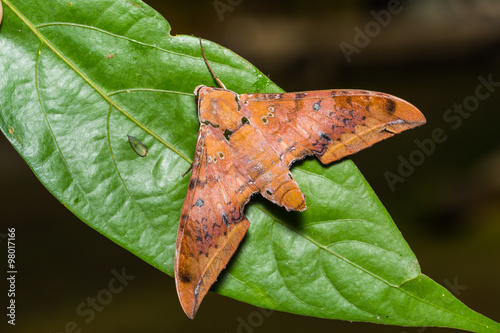 Cinnamon gliding hawkmoth on green leaf photo