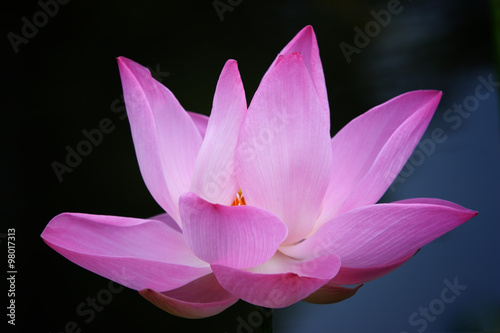 beautiful lotus flower.