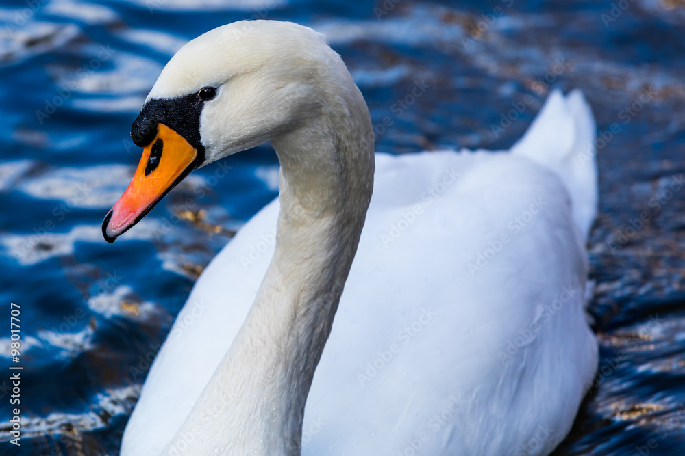 Obraz premium Schwan