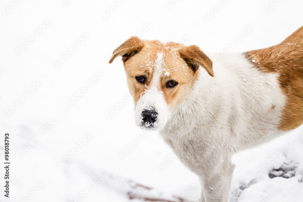 Street Dog Walking and Hounding in the Snow Street Dog Walking and Hounding in the Snow