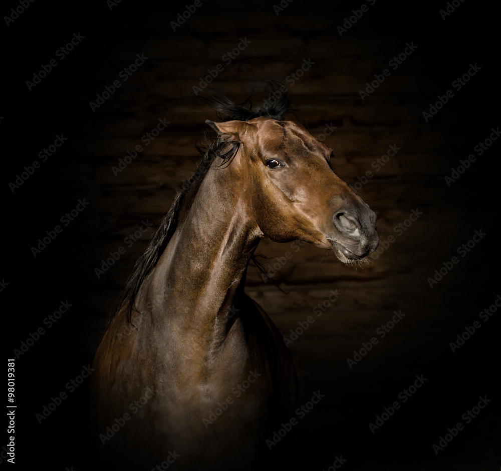 Naklejka premium Portrait of the brown angry horse
