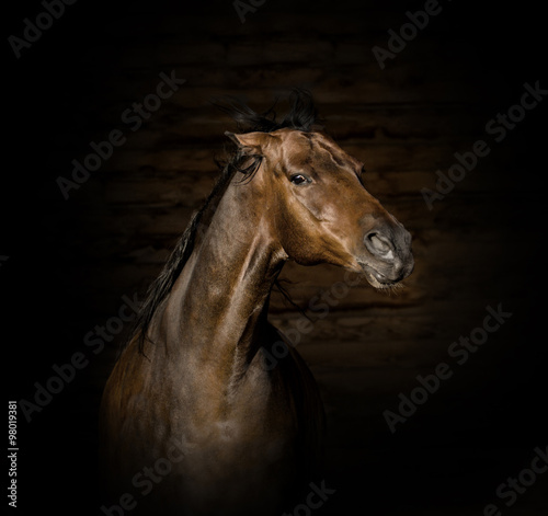 Portrait of the brown angry horse